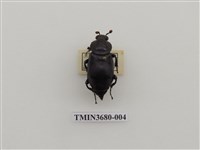 藏品(埋葬蟲)的圖片